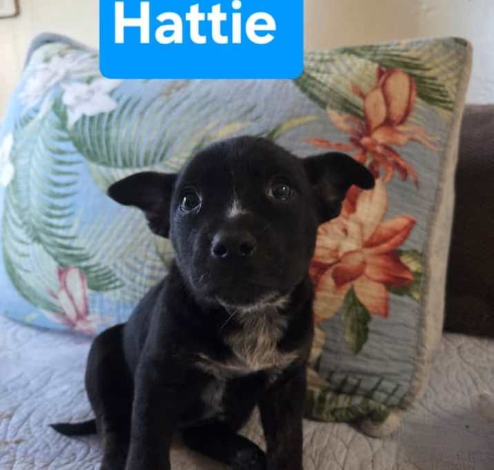 Photo of Hattie (Dixie’s litter)
