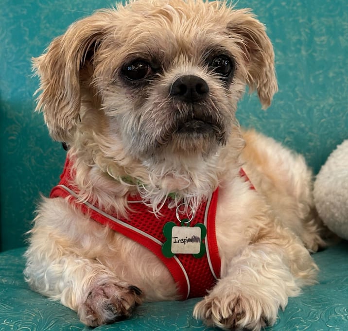 Photo of Inspiration 13496