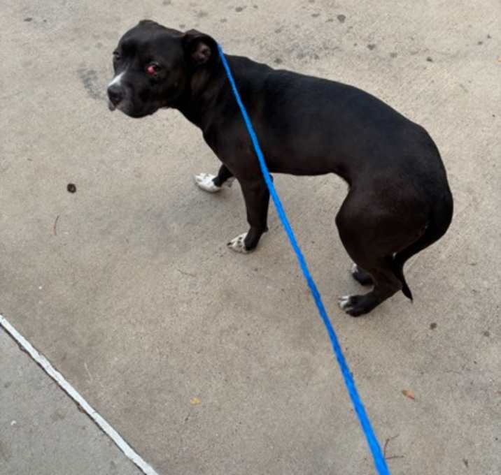 Photo of Christmas Mouse