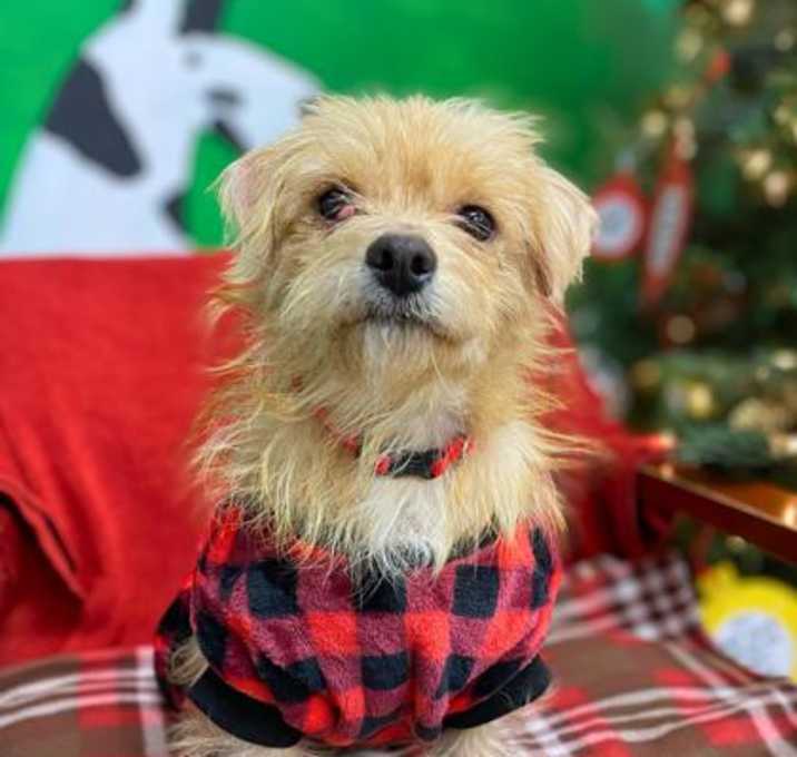 Photo of Fluffernutter