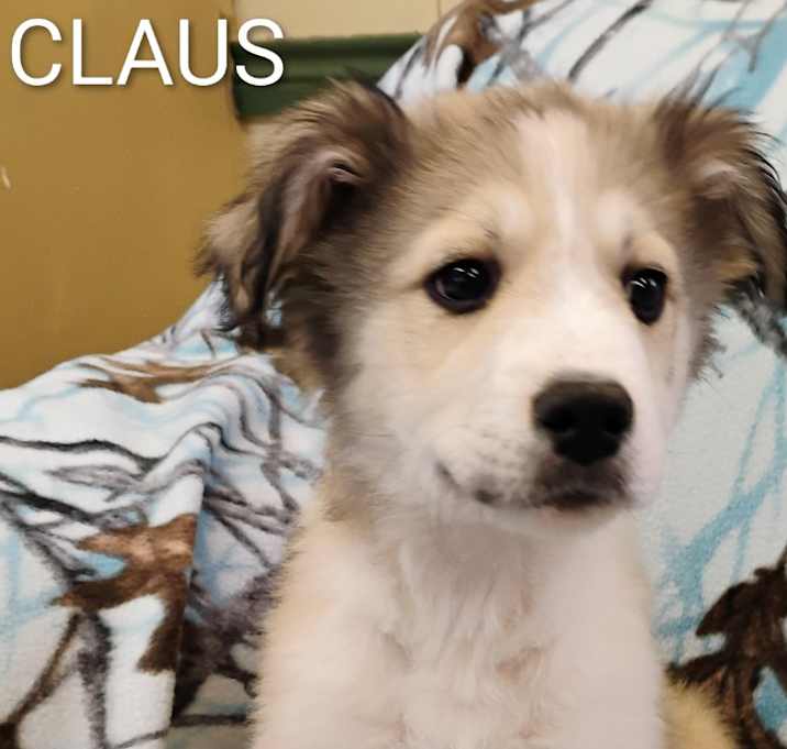 Photo of CLAUS