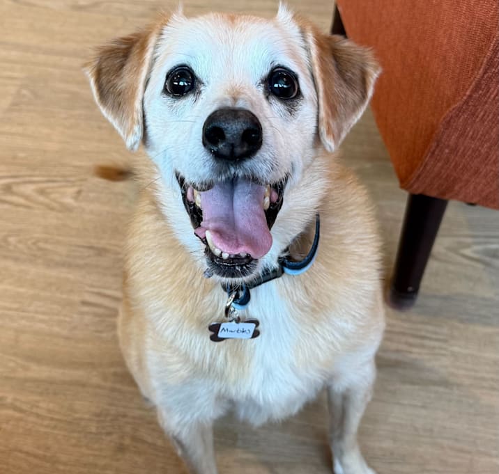 Photo of Marbles  13666