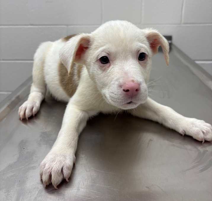 Photo of [Reindeer] Rudolph