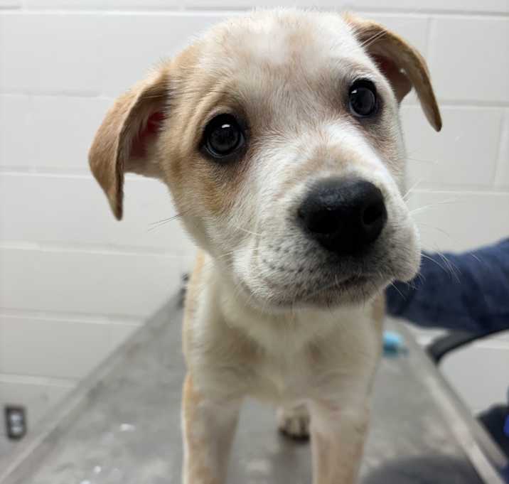 Photo of [Reindeer] Blitzen