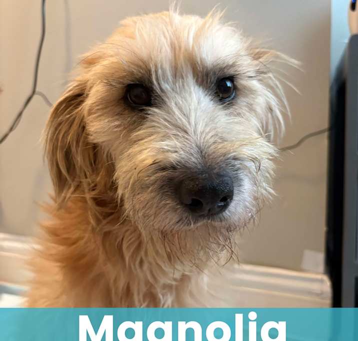 Photo of Magnolia