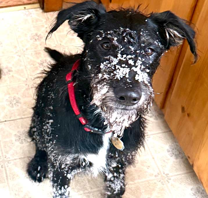 Photo of Wilfred/Wilfy