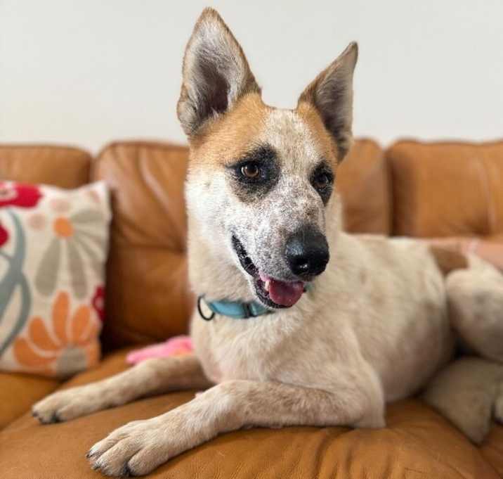 Photo of Rusty cutie patootie