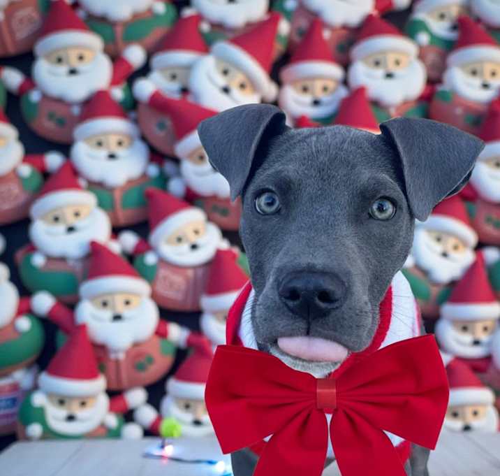 Photo of Zeke-ADOPT Me!