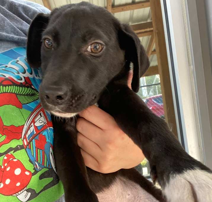 Photo of Piper - 111007T