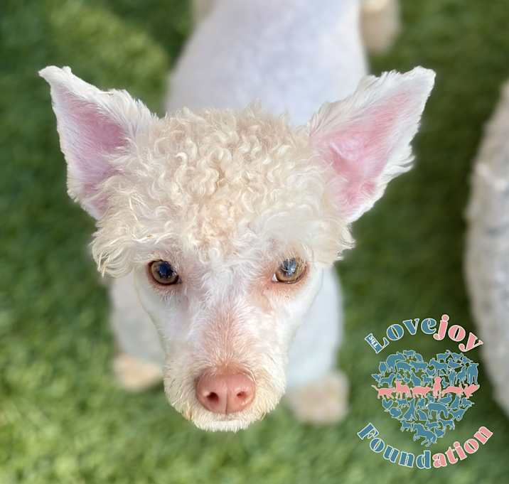 Photo of Shirley Temple COH