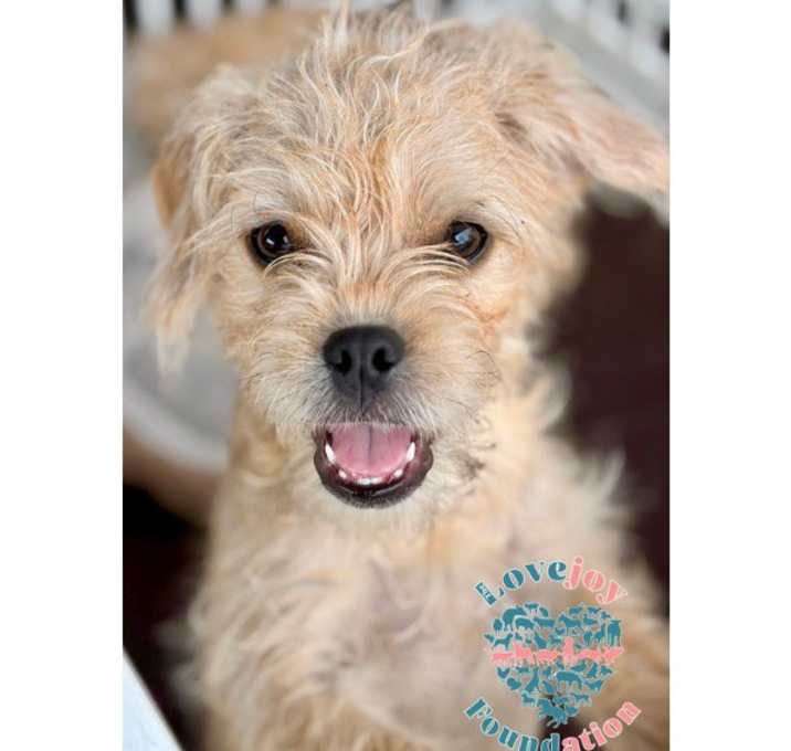 Photo of Mud Pie Litter-Mud Pie