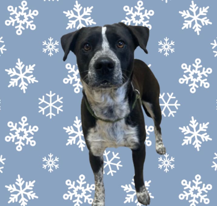 Photo of TUSC-Stray-83012