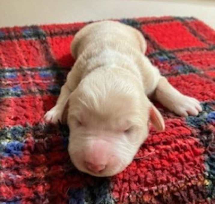 Photo of Scout's Linden