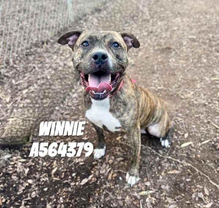 Photo of WINNIE
