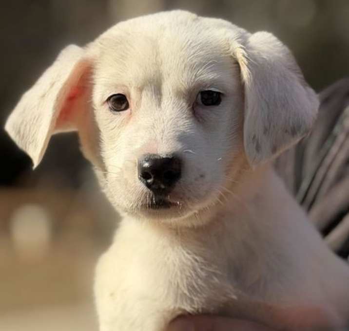 Photo of Orange Cream