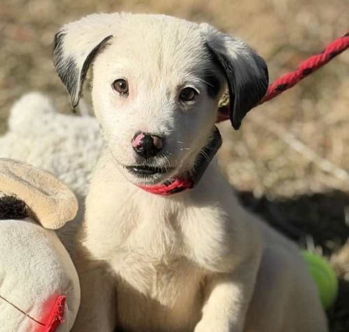 Photo of Green Apple