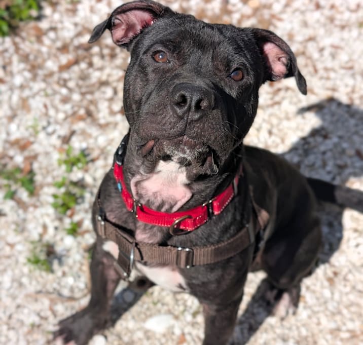 Photo of Wingstop Winston 24-7051