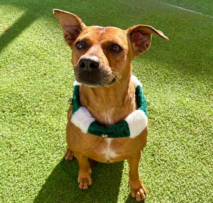 Photo of Cinnamon - PAWS