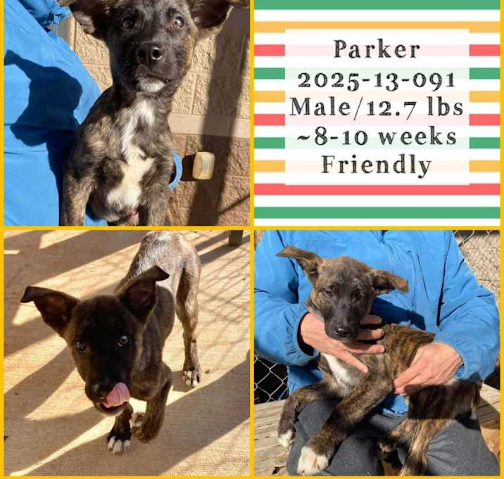 Photo of 2025-12-091*Parker*