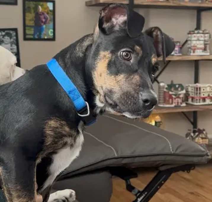 Photo of Prince Pudding - In Foster