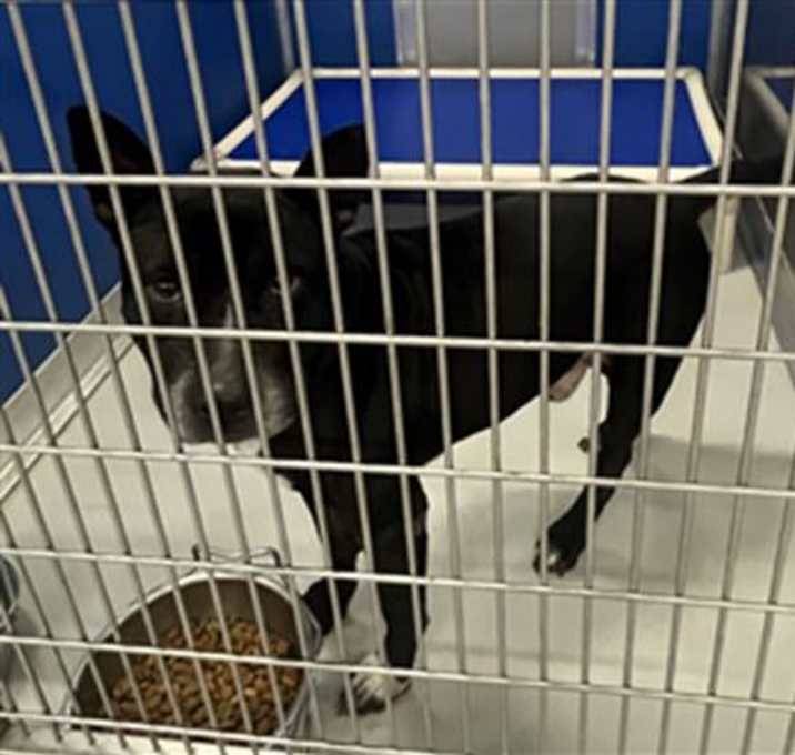 Photo of SHAGGY MANE