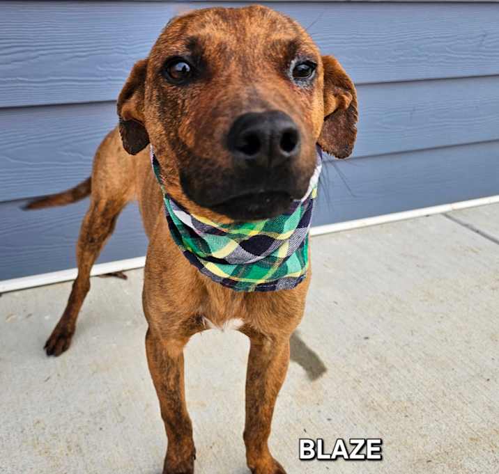 Photo of Blaze