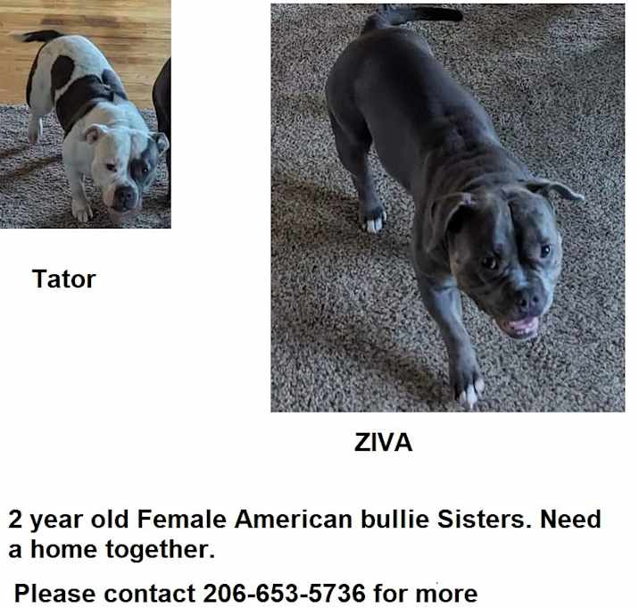 Photo of Ziva & Tator