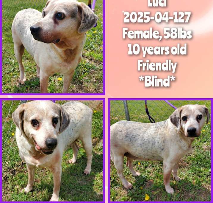 Photo of 2025-04-127 *Luci*