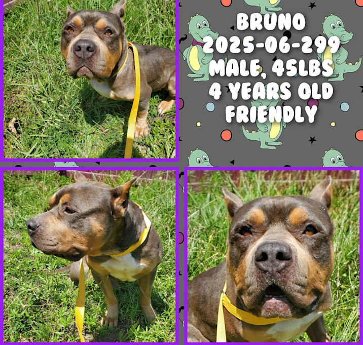 Photo of 2025-06-299 *Bruno*