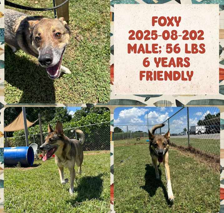 Photo of 2025-08-202 *Foxy*