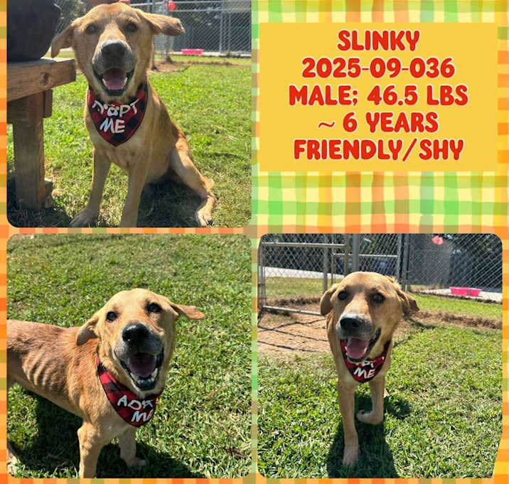 Photo of 2025-09-036 *Slinky*