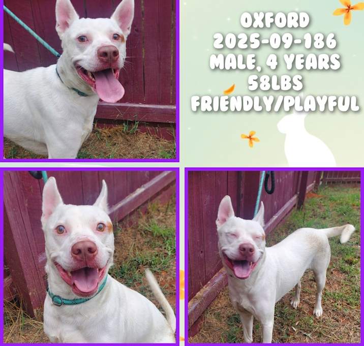 Photo of 2025-09-186 *Oxford*