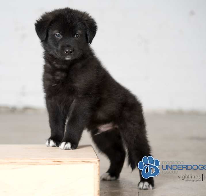 Photo of Huckleberry