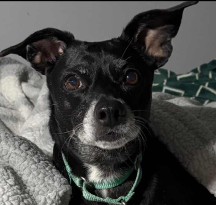 Photo of Samantha (Sammy)