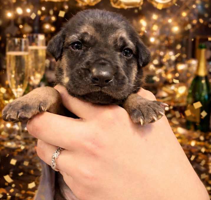 Photo of Pumpkin Pie URGENT BABY ‼️