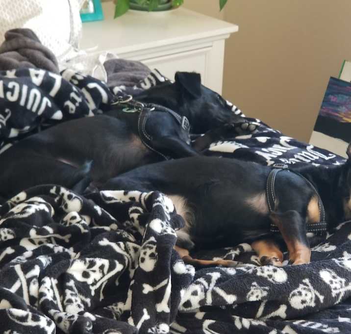 Photo of Kylo and Chico