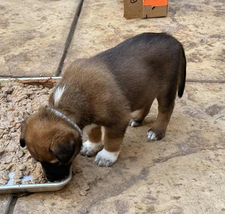 Photo of 13 Colonies litter - Albany (light gray)