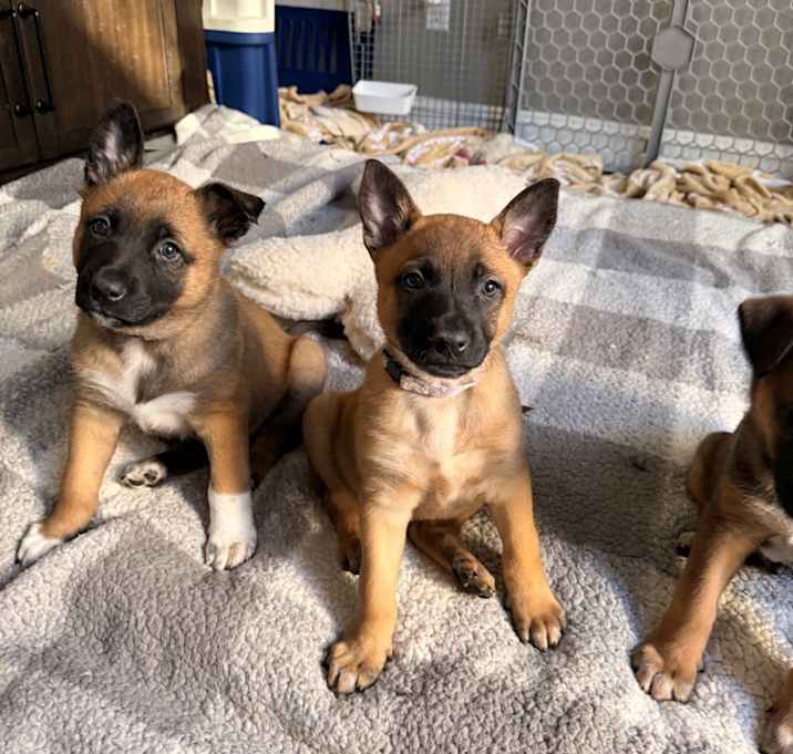 Photo of 13 Colonies litter - Mary (light purple)