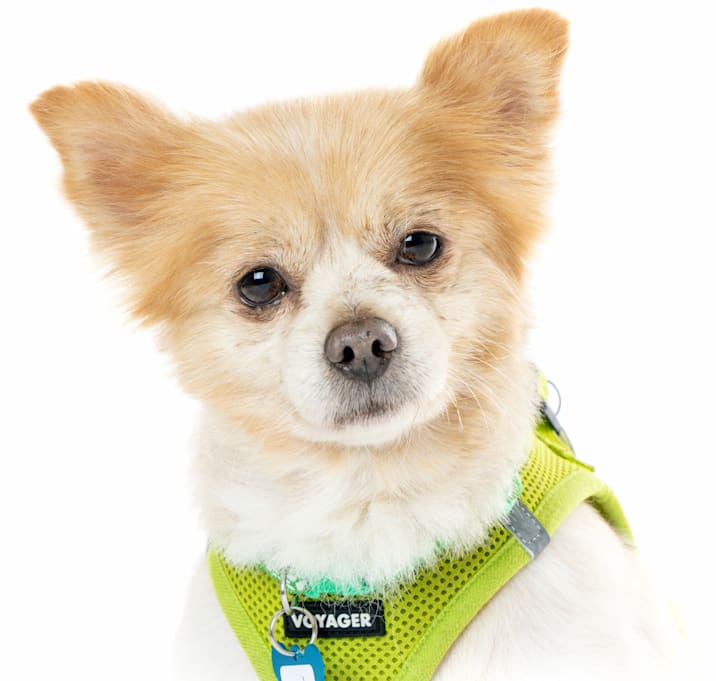 Photo of Santos 13649