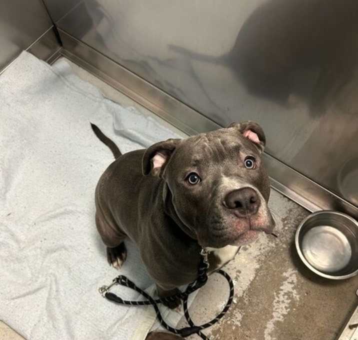 Photo of Big Ol' Puppy