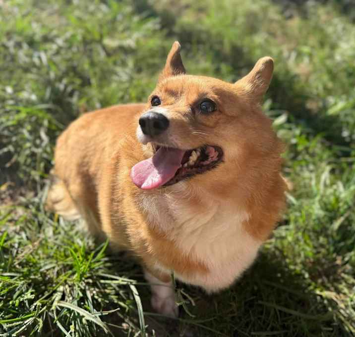 Photo of Baroness Von Hashbrown - Corgi 158923