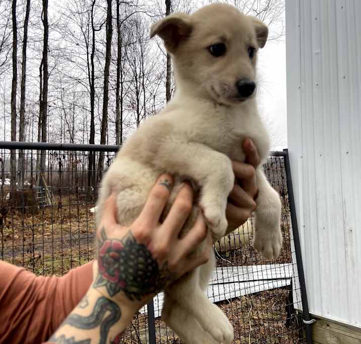 Photo of Gingerbread