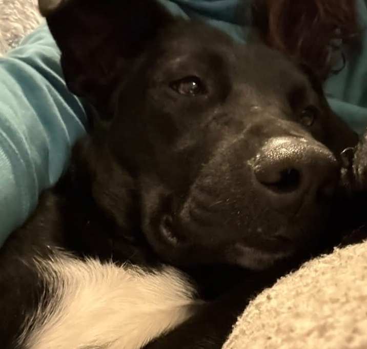 Photo of Terrell Henson