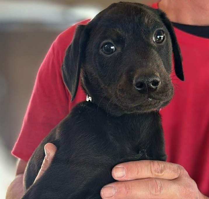 Photo of Candied Sweet Potatoes