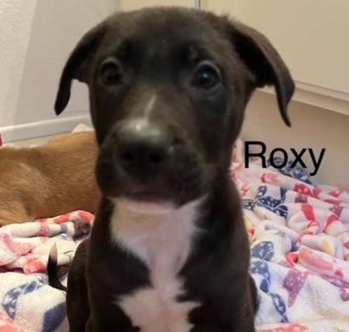 Photo of Roxy