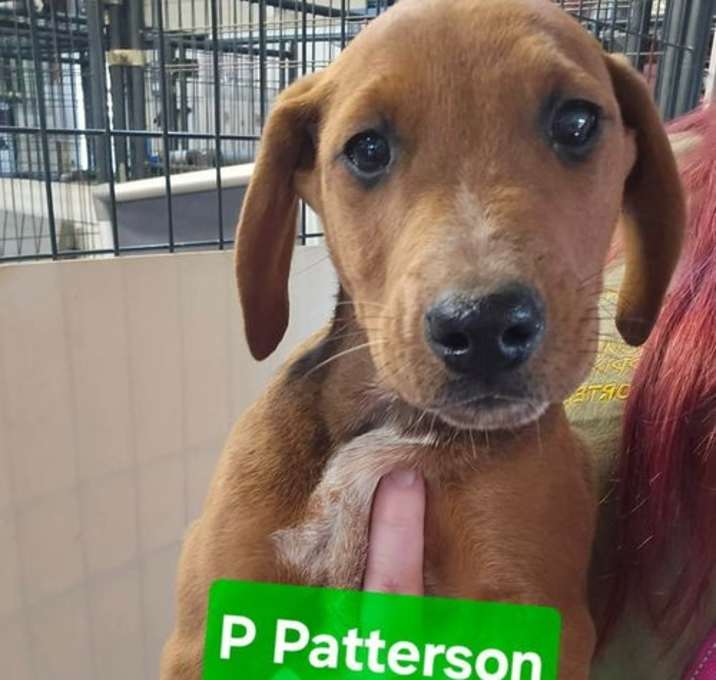 Photo of P Patterson