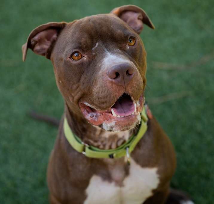 Photo of Enzo(C000-072)-Chino Hills Location