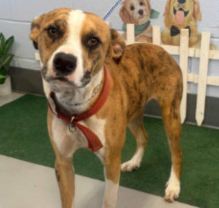 Photo of Joker PLEASE HELP URGENT‼️