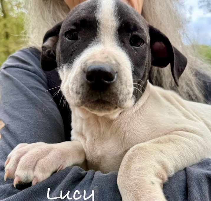 Photo of Lucy