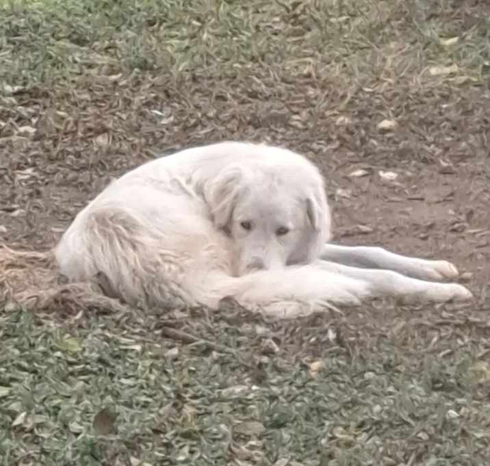 Photo of Marshmellow